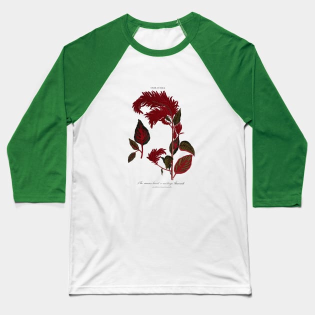 18th Century Amaranth Plant Illustration Baseball T-Shirt by Amaranthus Designs